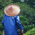 découvrez l'univers du jardinage avec nos conseils pratiques, astuces et techniques pour cultiver vos plantes, fleurs et légumes. transformez votre espace extérieur en un havre de paix verdoyant et apprenez à entretenir votre jardin tout au long de l'année.