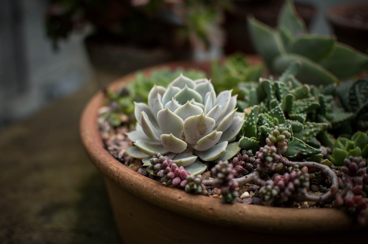 découvrez l'art du jardinage avec nos conseils et astuces pour créer un jardin épanouissant. apprenez à cultiver vos plantes, à entretenir vos espaces verts et à profiter d'une oasis de nature chez vous.