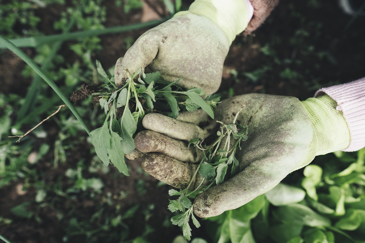 découvrez l'art du jardinage avec nos conseils pratiques, astuces et techniques pour cultiver votre propre oasis florale. que vous soyez débutant ou expert, apprenez à créer et entretenir un jardin épanouissant et durable.